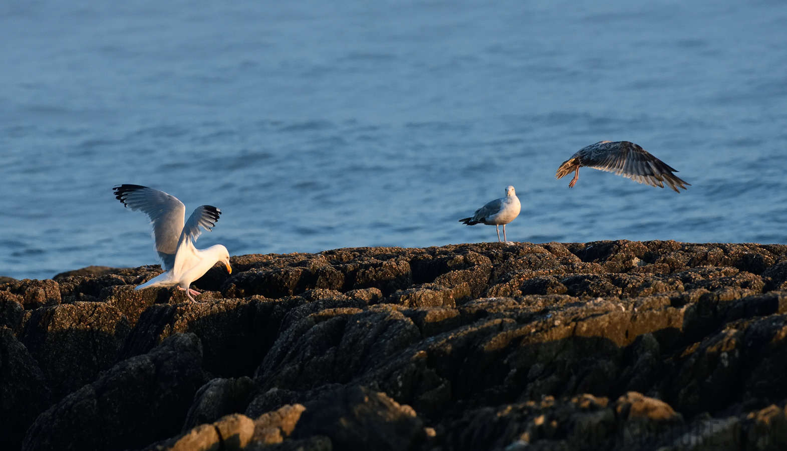 Larus smithsonianus [400 mm, 1/1250 Sek. bei f / 7.1, ISO 1600]